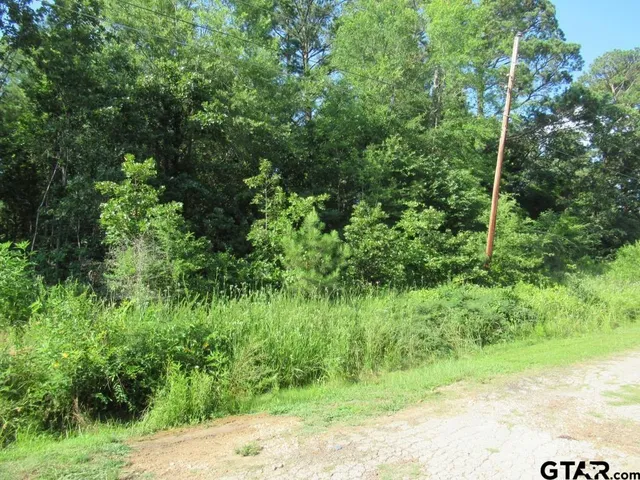 a view of a lush green forest