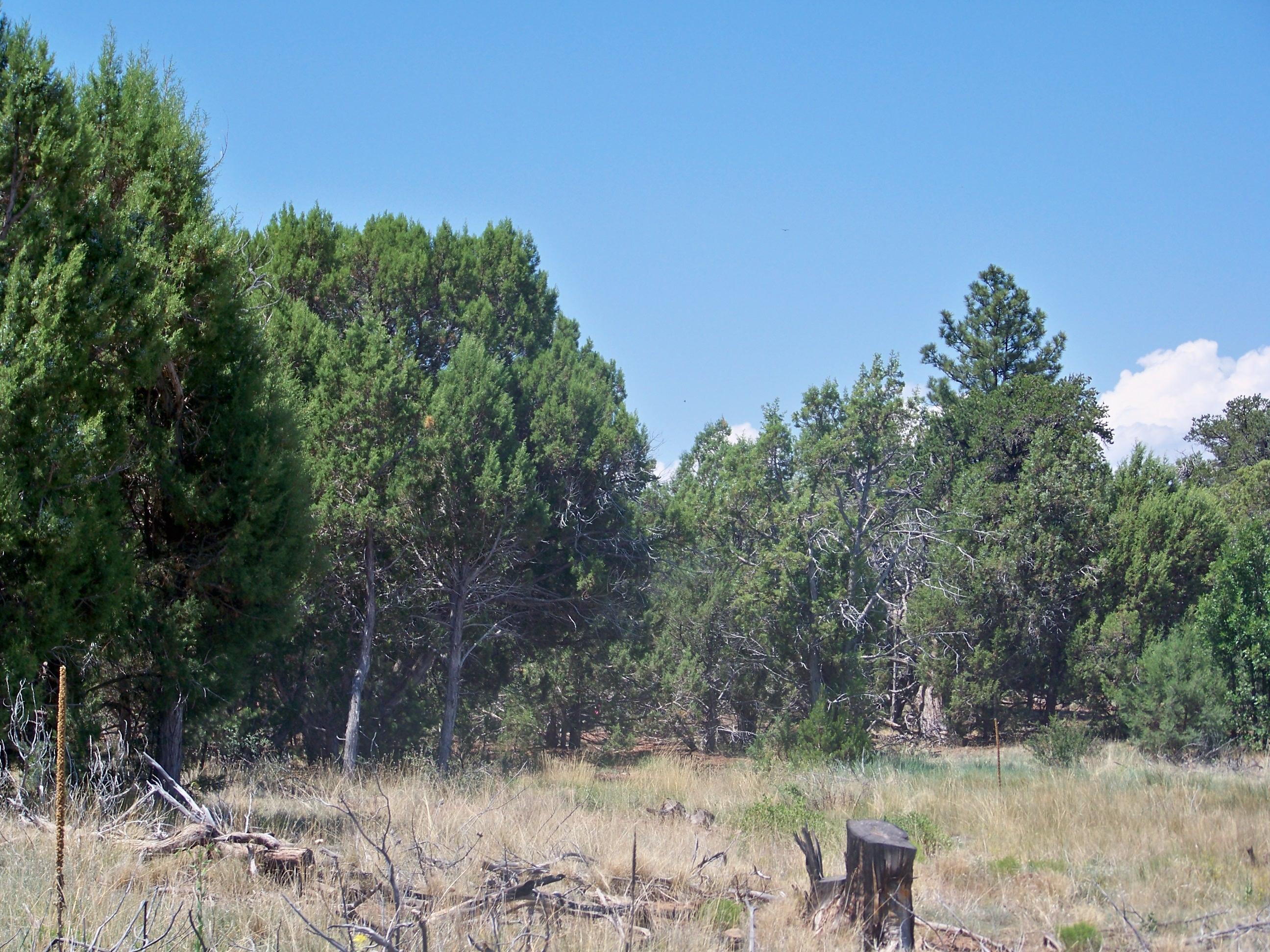 30 Pinedale Taylor, AZ 85939 - Photo 13 of 16