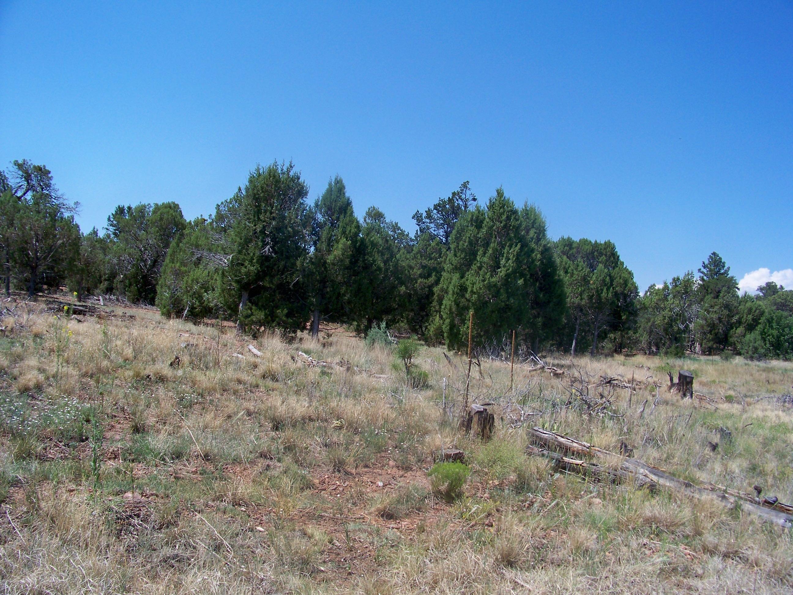 30 Pinedale Taylor, AZ 85939 - Photo 14 of 16