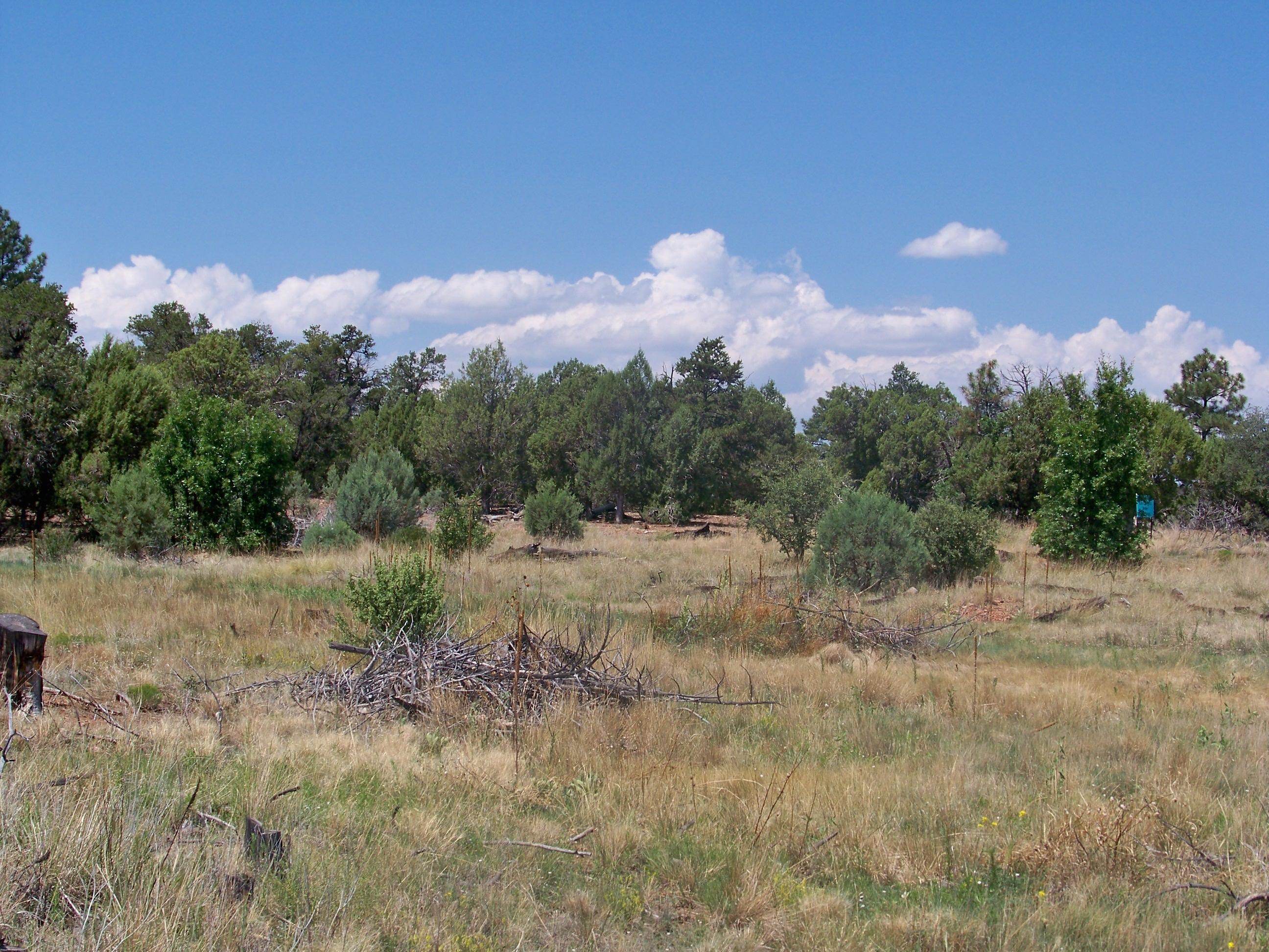 30 Pinedale Taylor, AZ 85939 - Photo 15 of 16