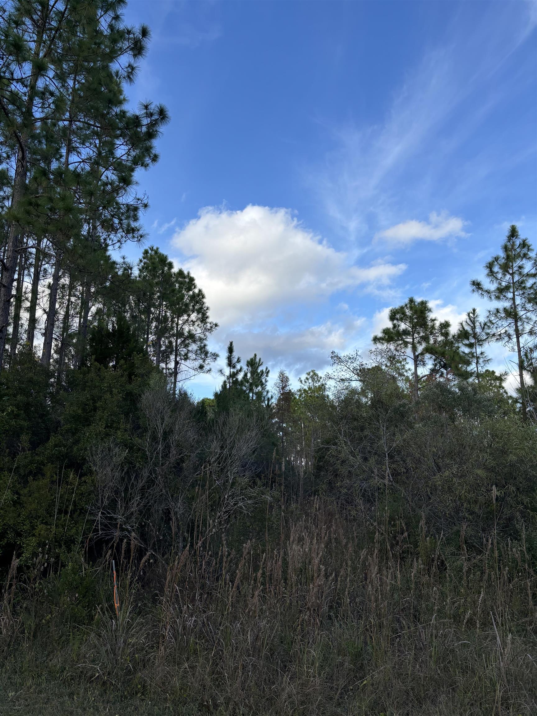 727 Mill Road Carrabelle, FL 32322 - Photo 3 of 3