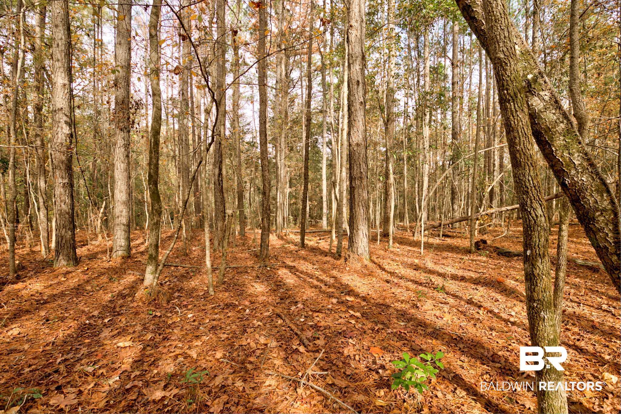 Old Greenville Road Evergreen, AL 36401 - Photo 6 of 16