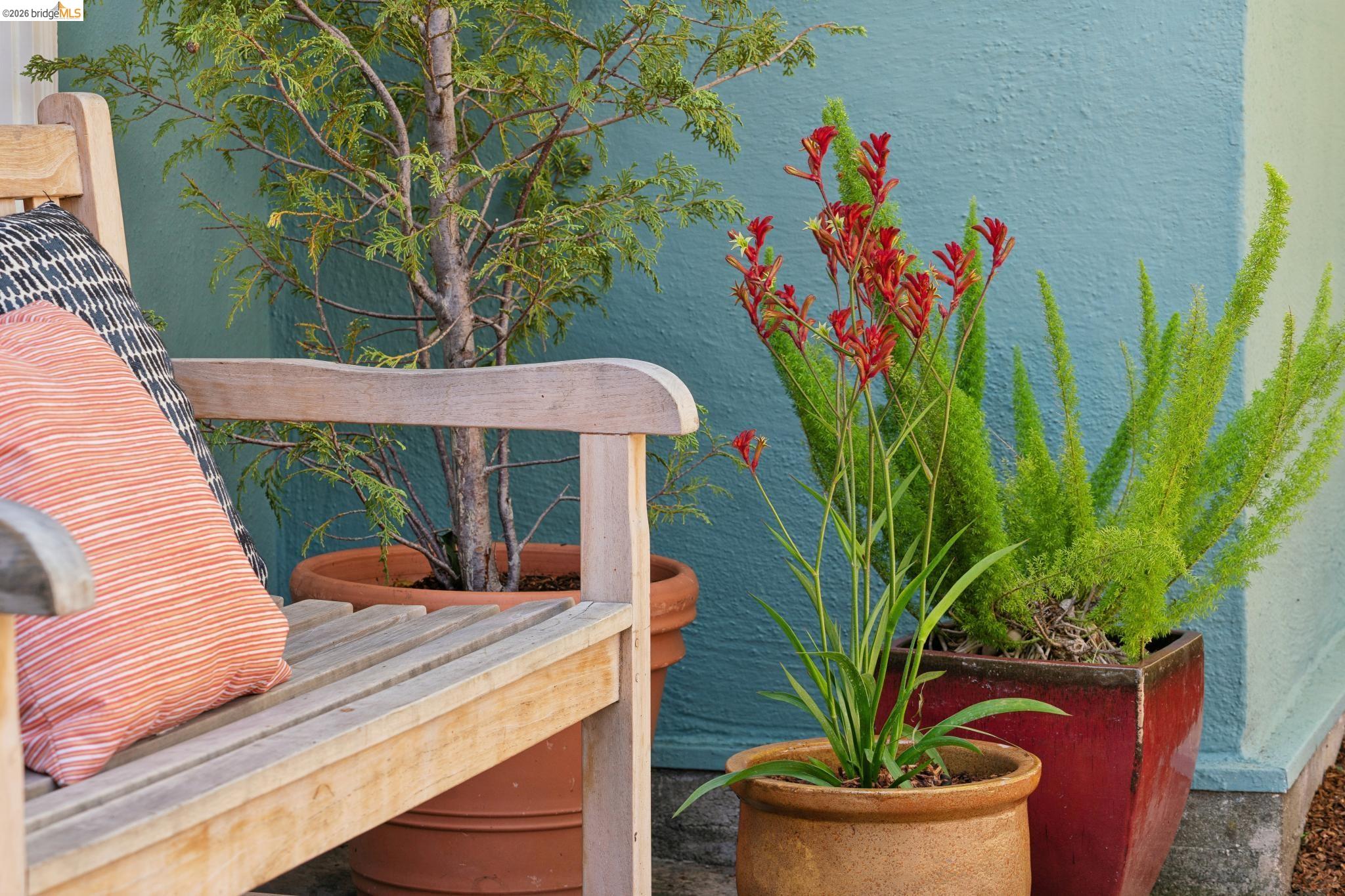 890 Keeler Avenue Berkeley, CA 94708 - Photo 5 of 39 a view of a flower pot with a potted plant
