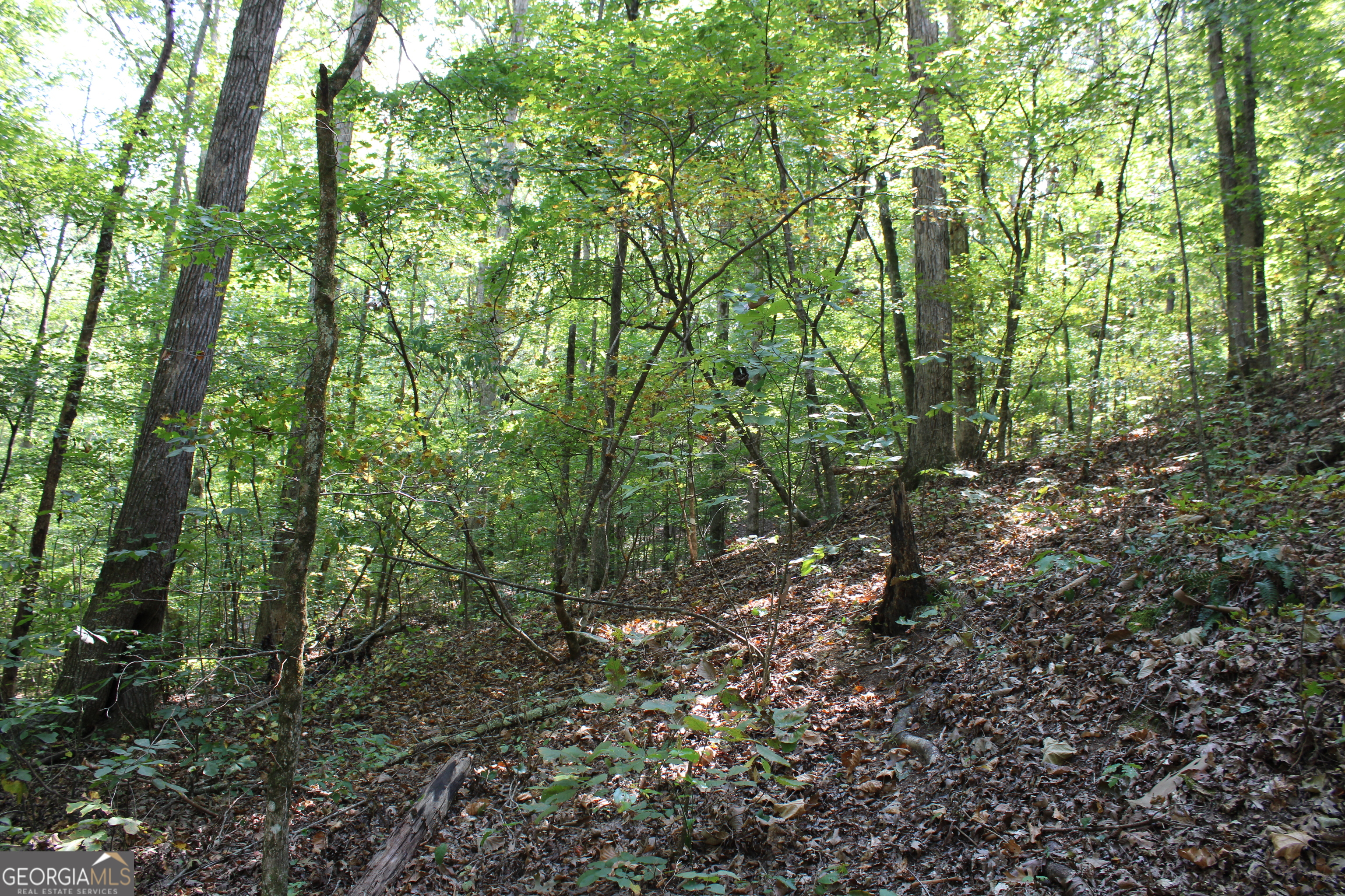 0 Conniston Road Chatsworth, GA 30705 - Photo 9 of 15 a view of a forest with lots of trees
