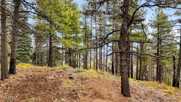 a view of a park with trees