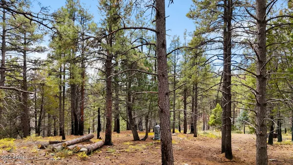 a picture of tree