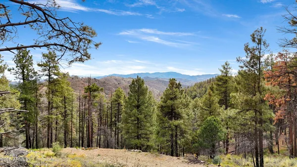 a view of a yard with trees