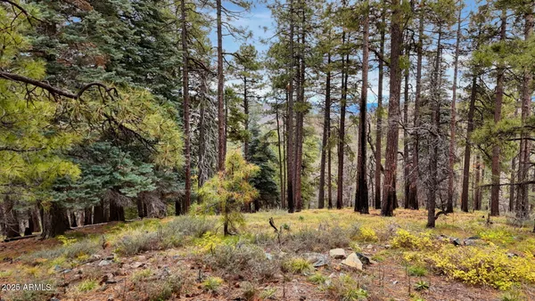 a view of snow on a yard