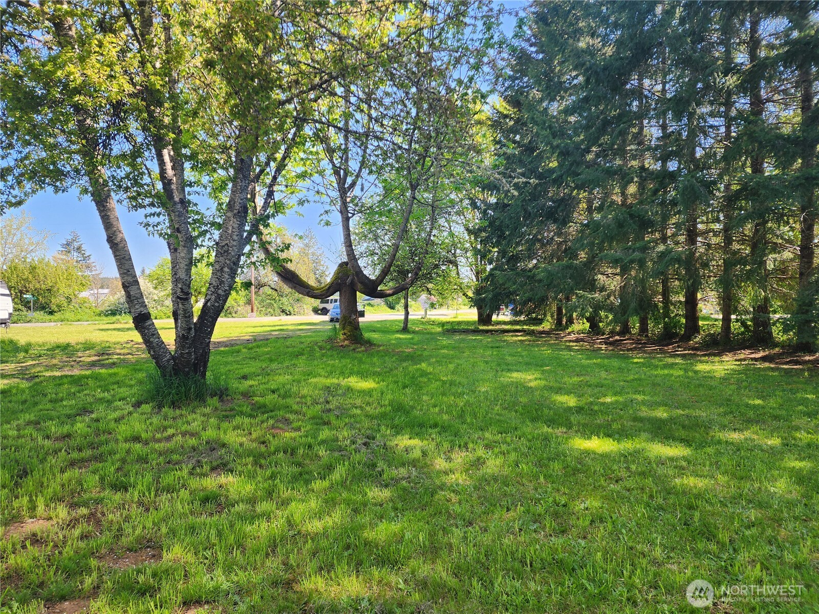 175 Stevens Road Chehalis, WA 98532 - Photo 20 of 20 a view of yard with trees