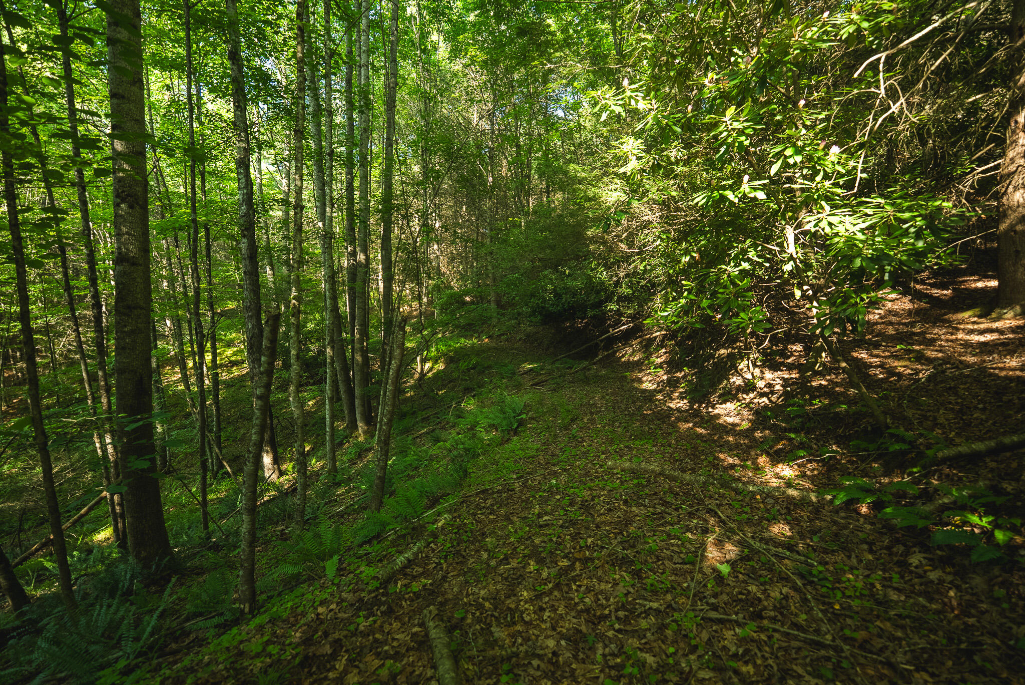 Tbd Sawmill Hill Road Northwest Willis, VA 24380 - Photo 21 of 40