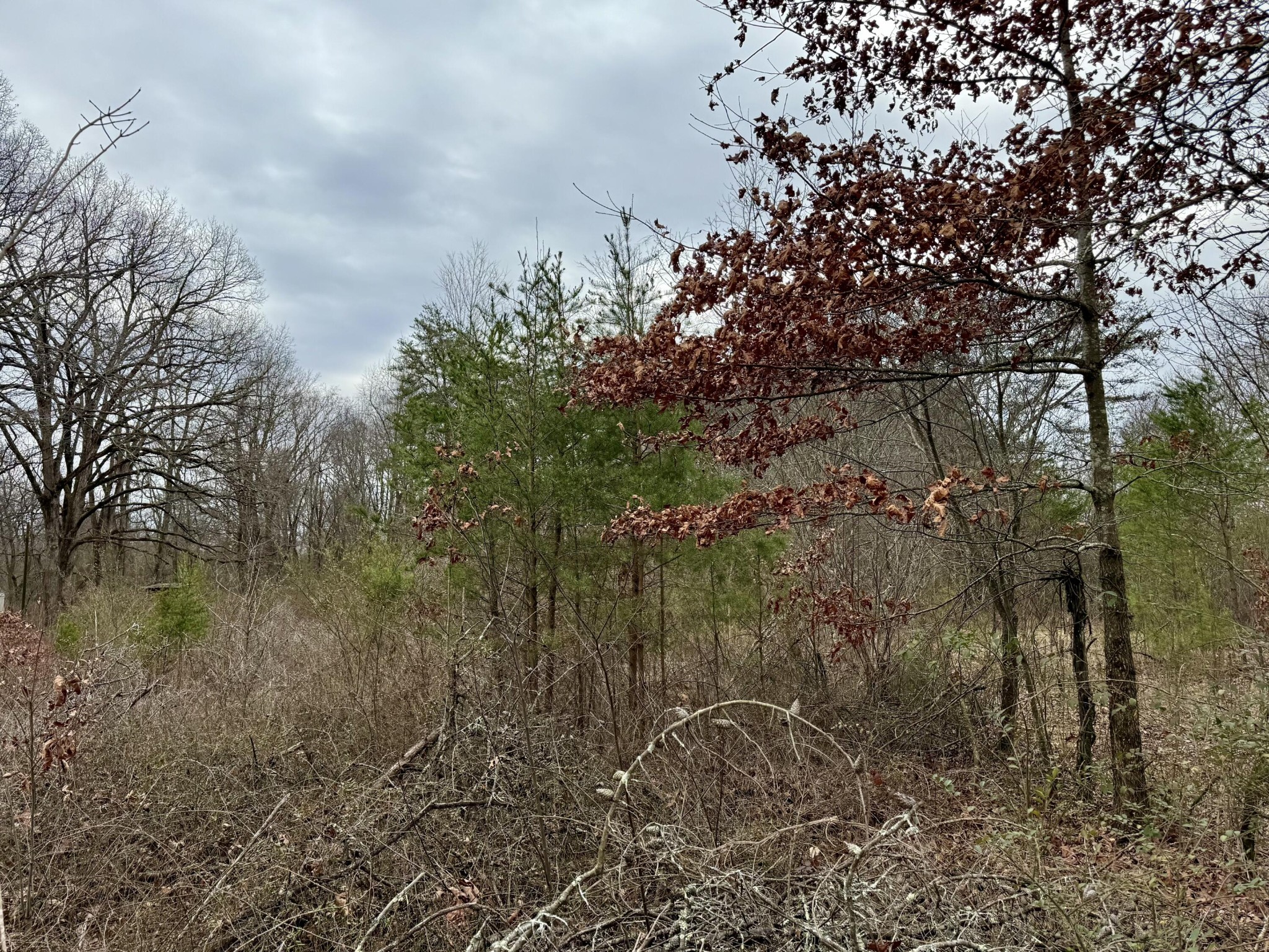 0 Monteagle Falls Road Monteagle, TN 37356 - Photo 5 of 37