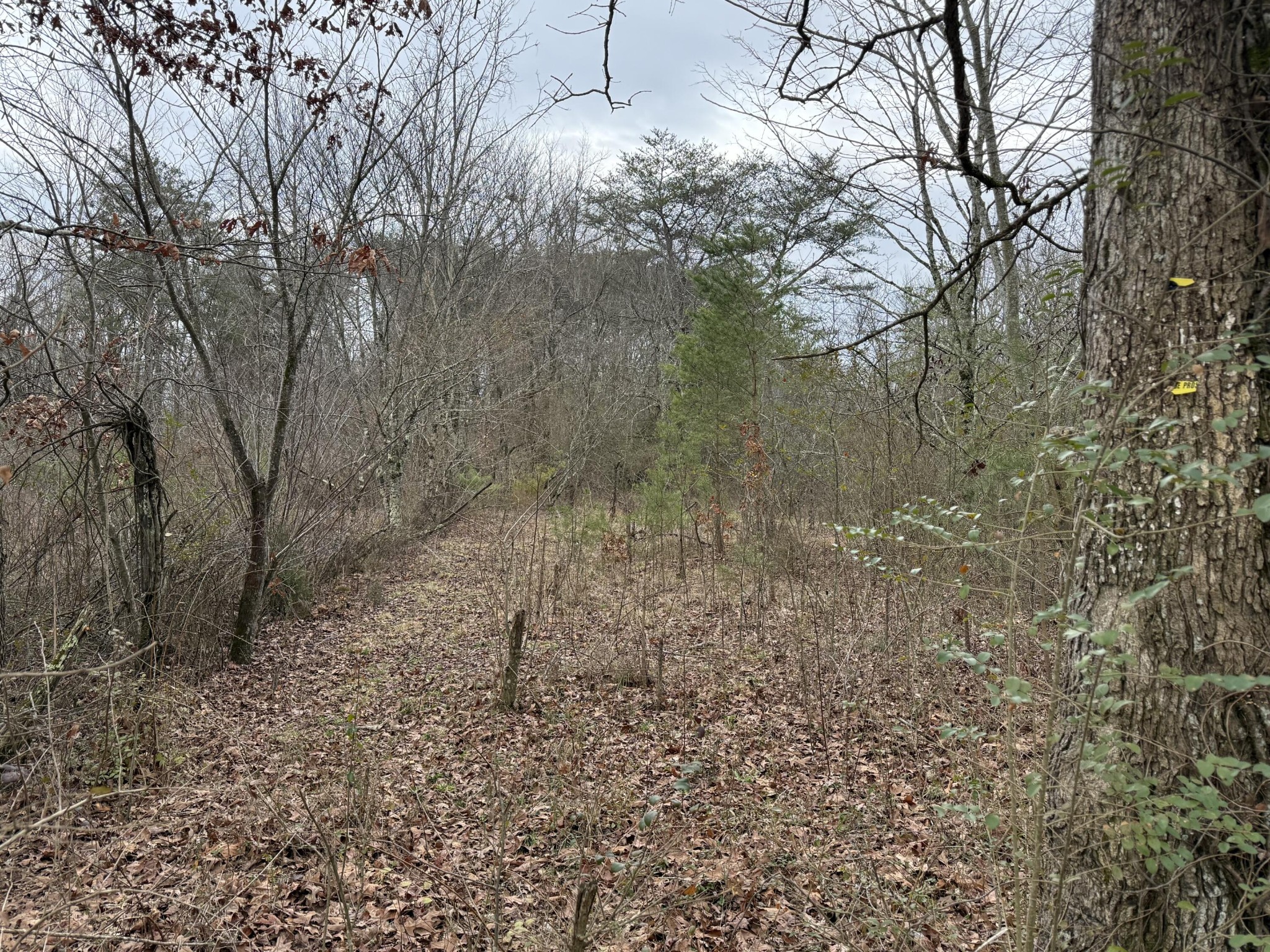 0 Monteagle Falls Road Monteagle, TN 37356 - Photo 7 of 37