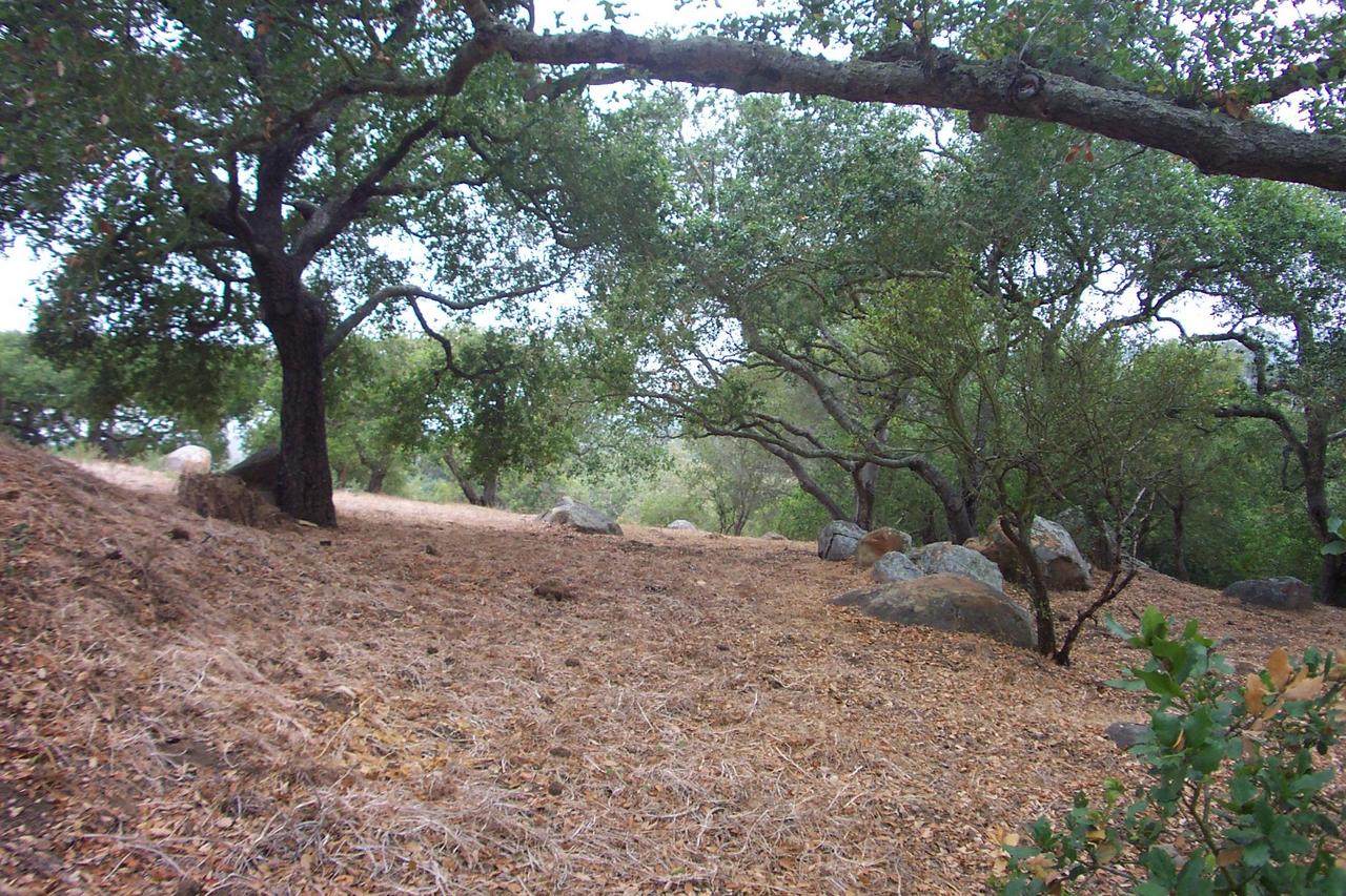 2174 Mission Ridge Road Santa Barbara, CA 93103 - Photo 8 of 12 a view of a forest filled with trees