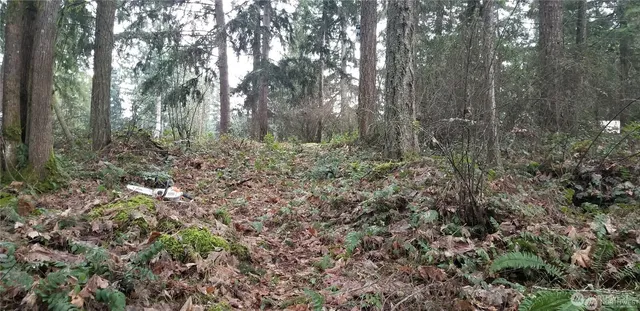 a view of a forest with lots of trees