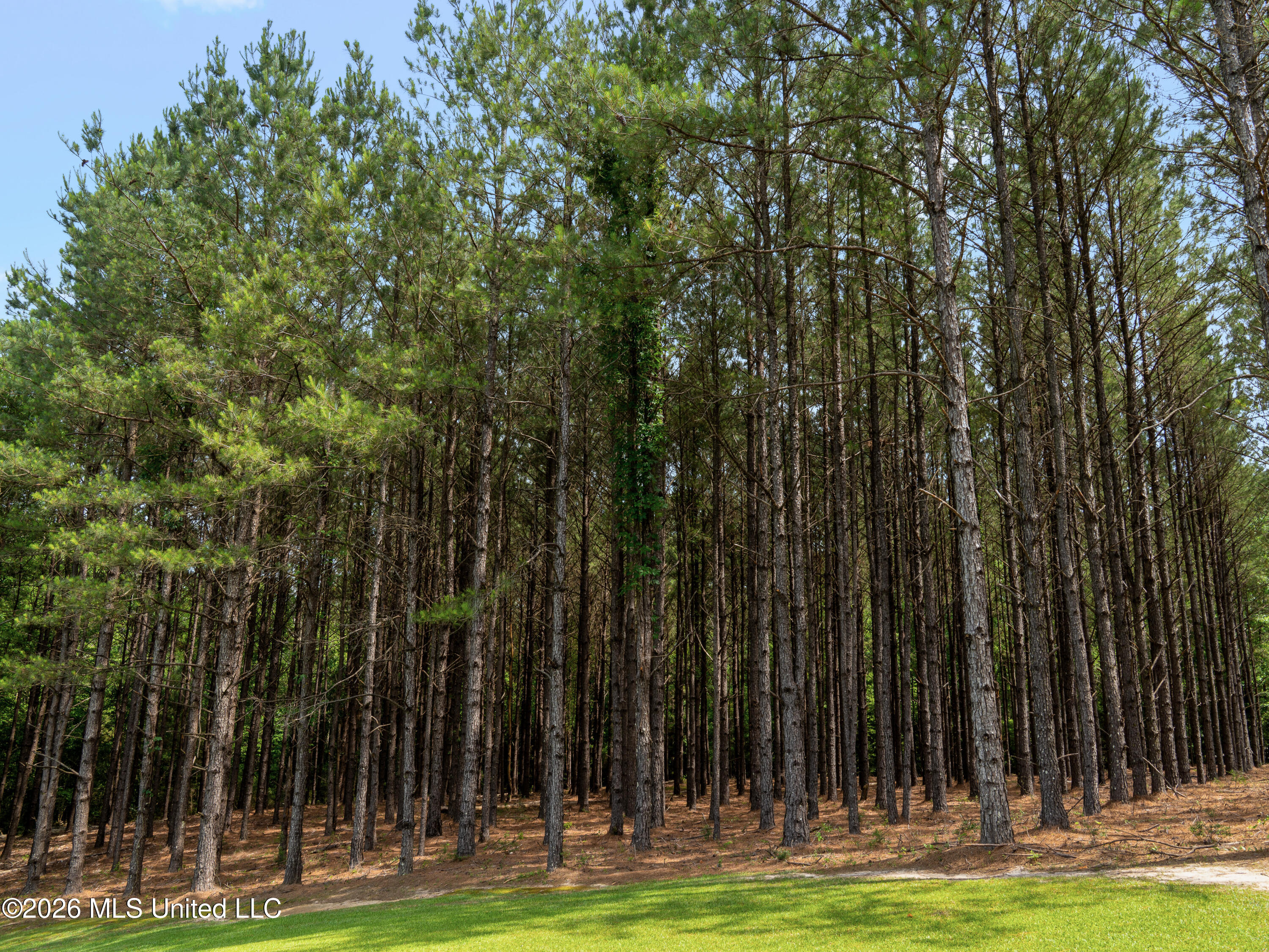 336 Toby Landrum Road Waynesboro, MS 39367 - Photo 3 of 106 A7402970