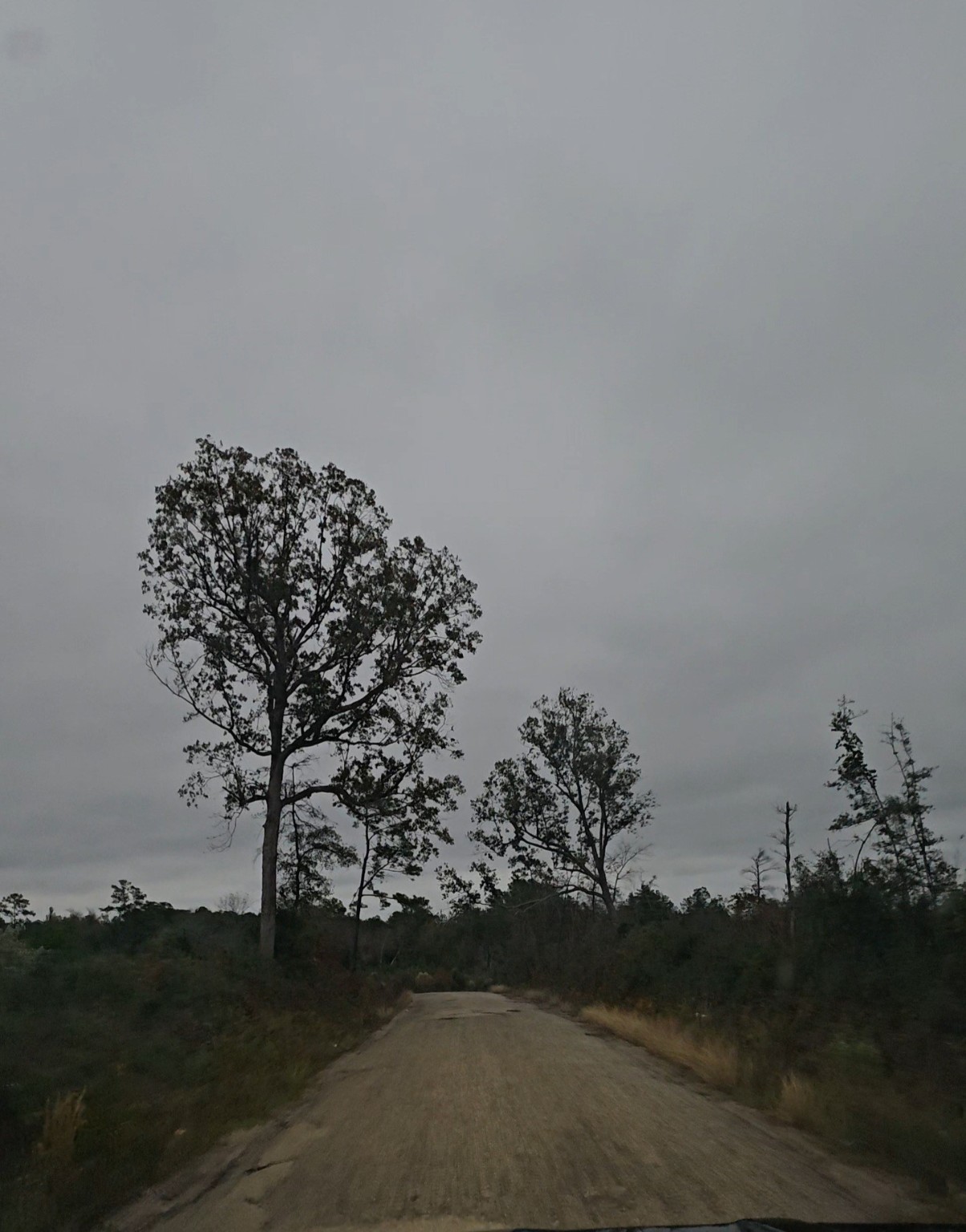 0 County Road 310 Jasper, TX 75951 - Photo 2 of 4