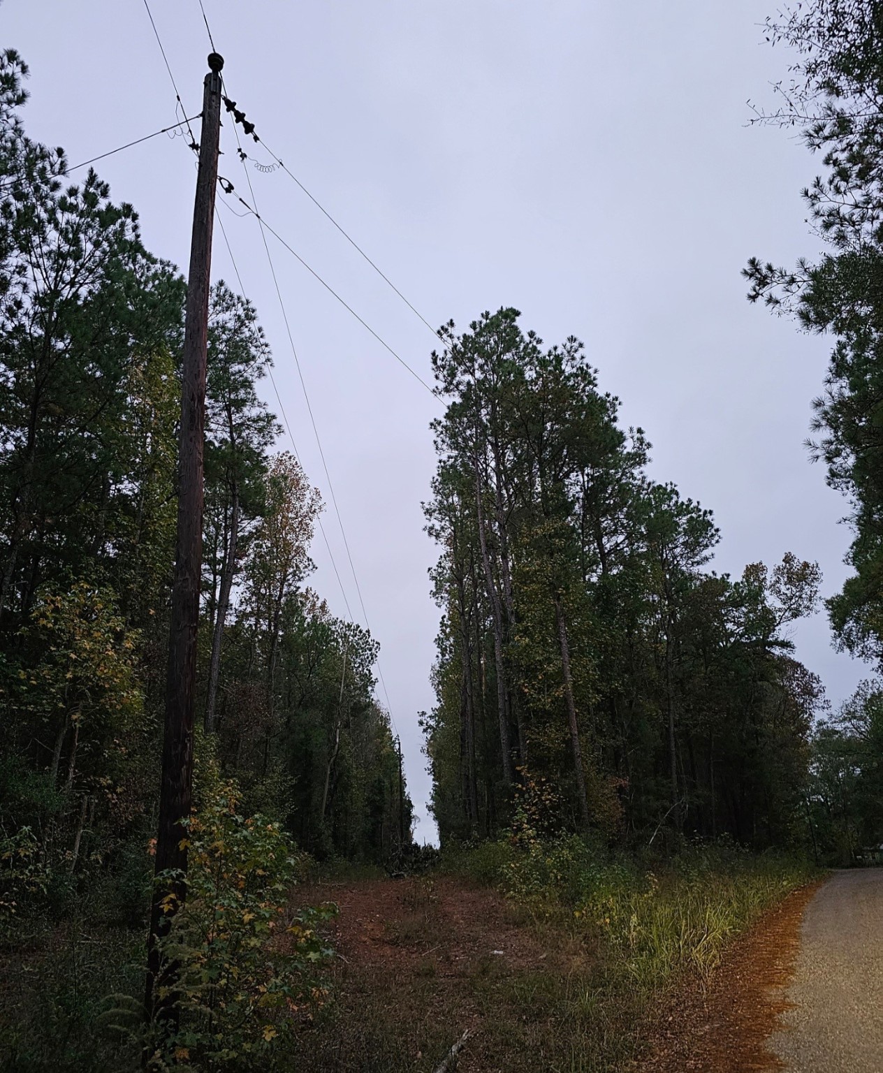 0 County Road 310 Jasper, TX 75951 - Photo 3 of 4