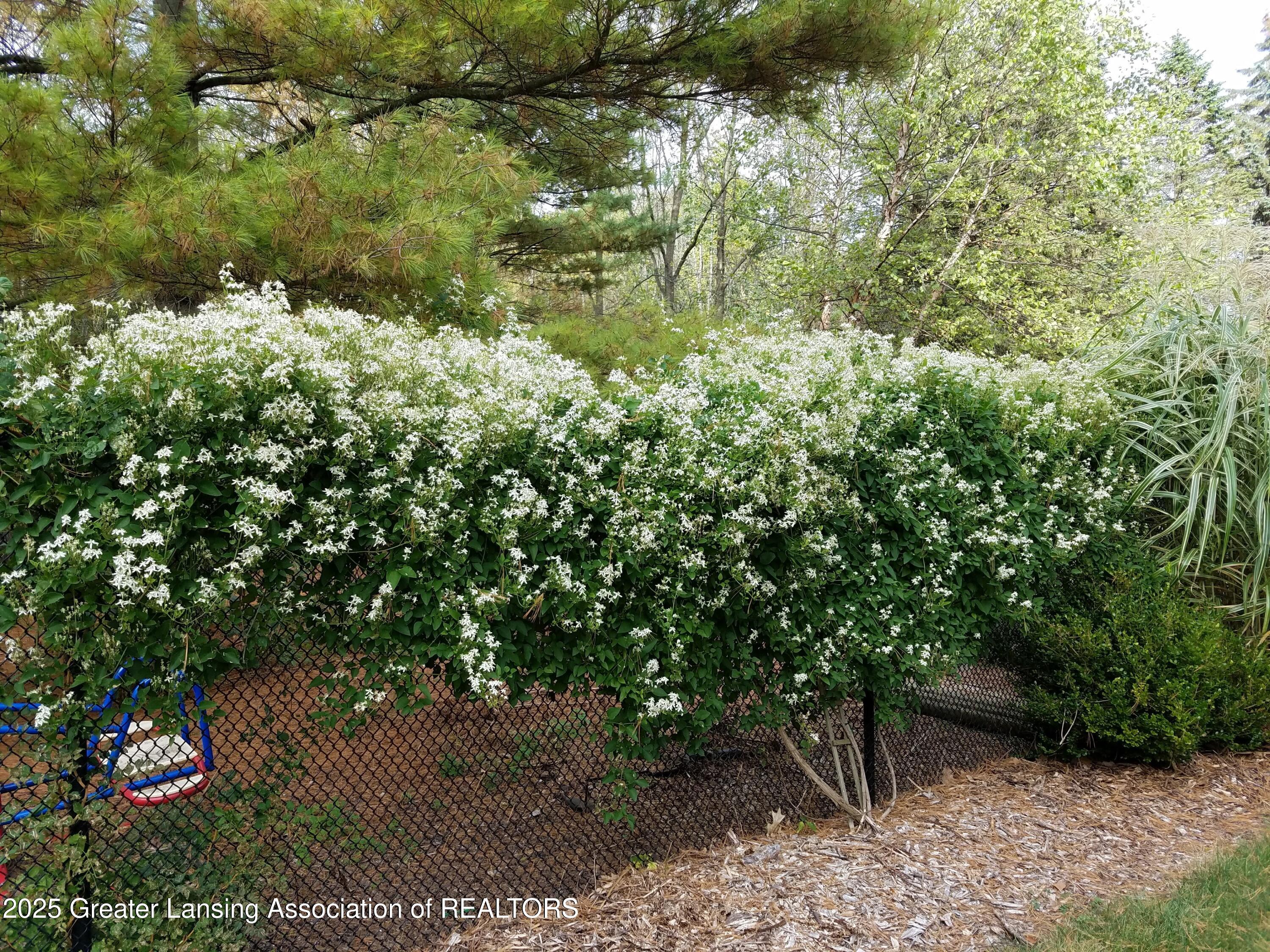 2865 Hagadorn Road Mason, MI 48854 - Photo 127 of 133 Clematis flowering in fall