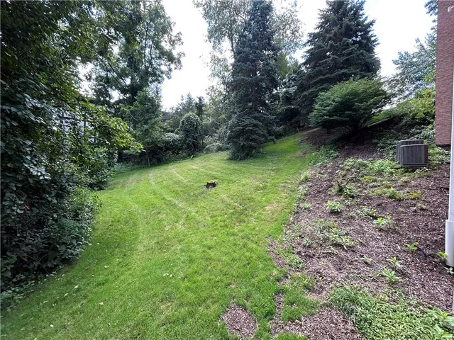 a lush green forest with lots of trees