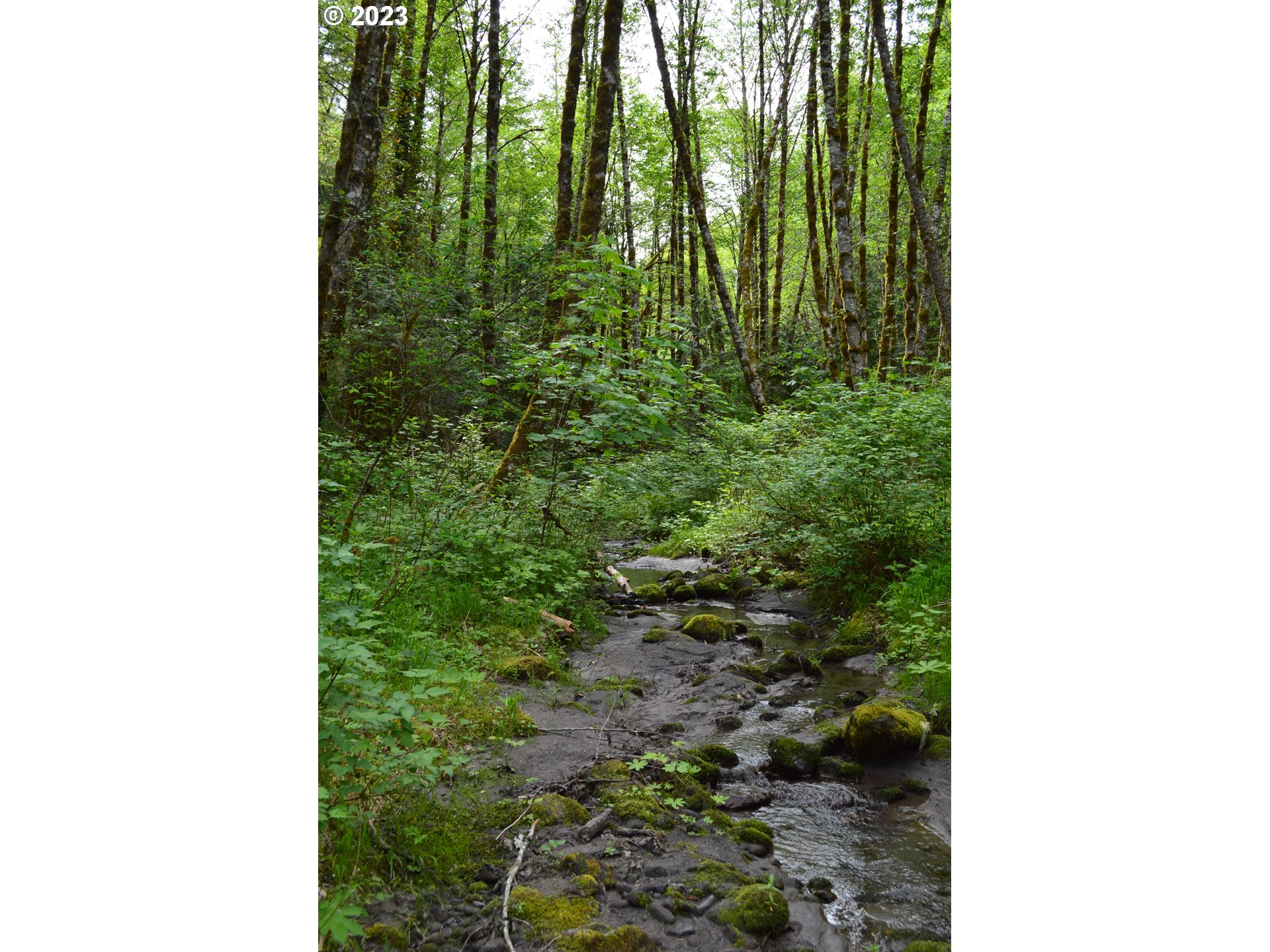 27502 Road 20 Rhododendron, OR 97049 - Photo 48 of 48 a picture of a yard with a plant