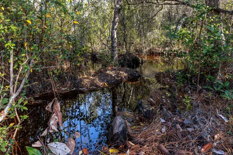 a view of a backyard with plants and large trees