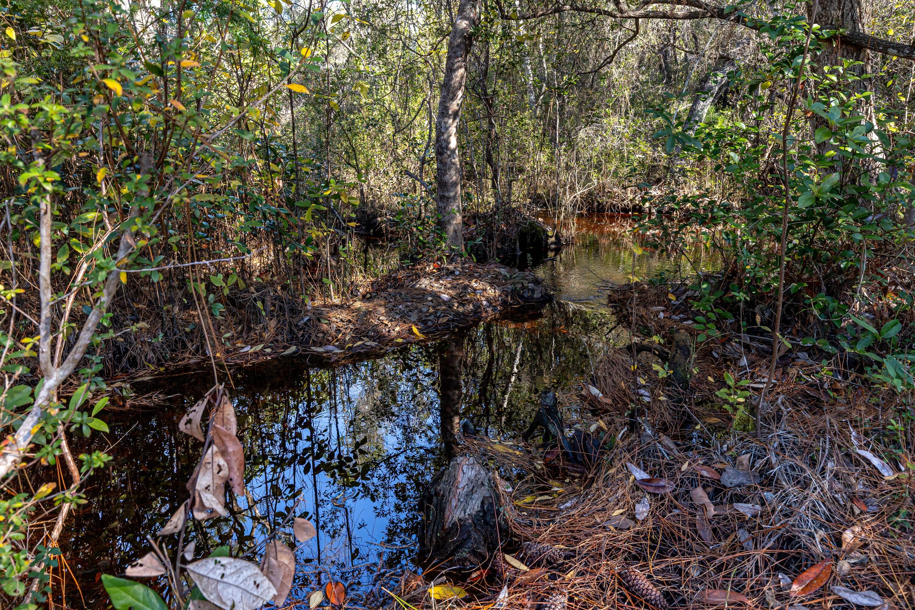 59 Chelsey Lane Santa Rosa Beach, FL 32459 - Photo 39 of 41 a view of outdoor space and a yard