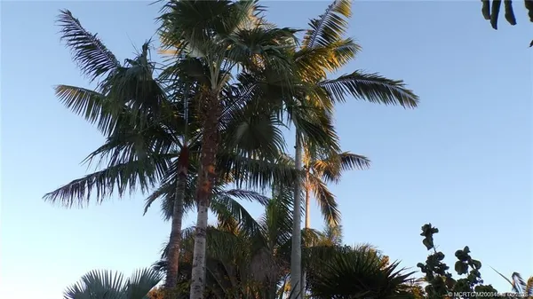 a view of a palm trees