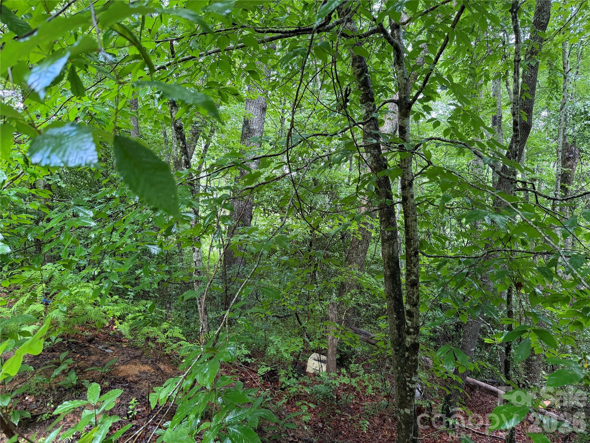 Off Donald McCall Road Balsam Grove, NC 28708 - Photo 20 of 47 Gallery Image 20