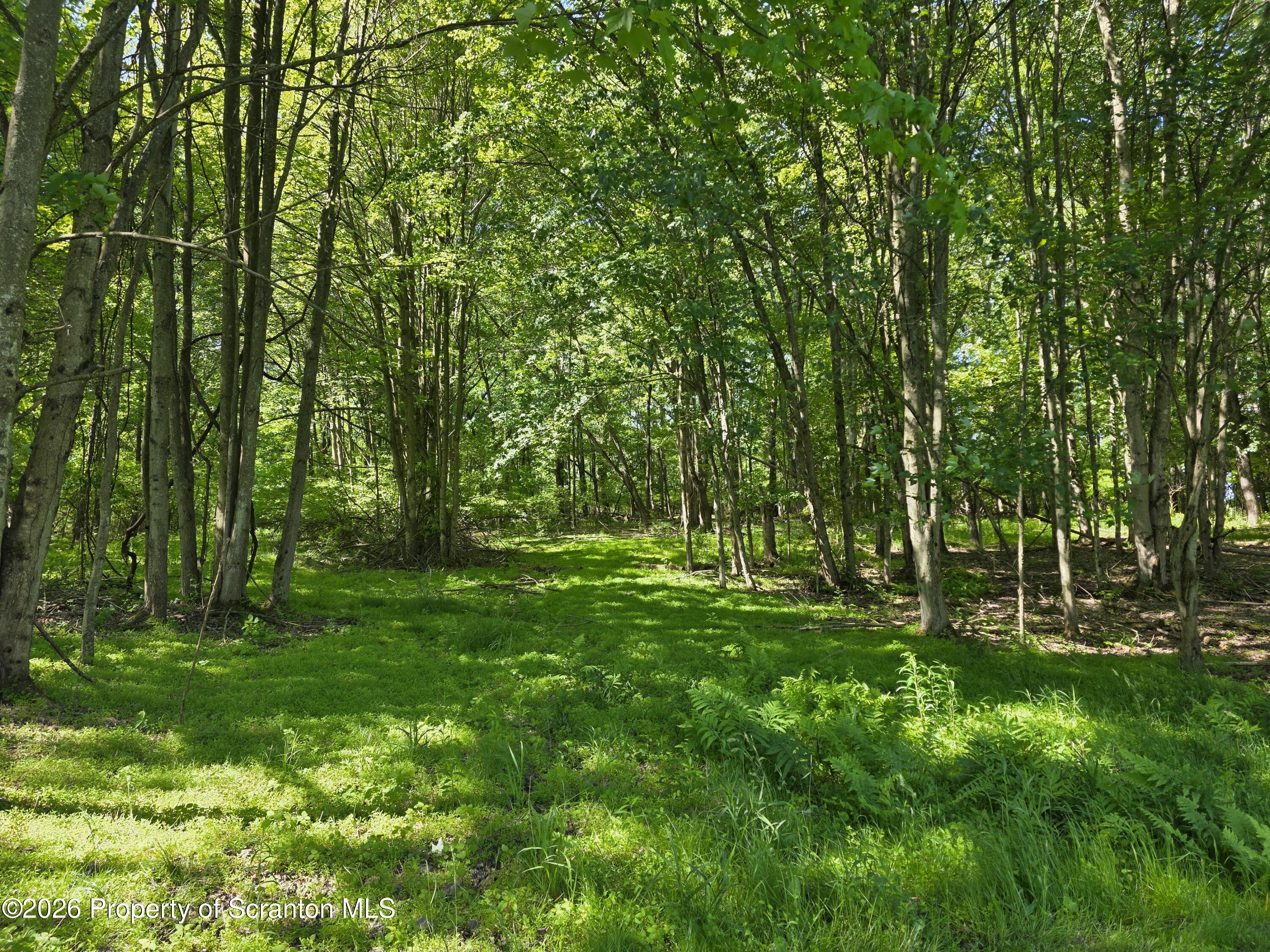 1333 Blue Berry Road Falls, PA 18615 - Photo 39 of 50 Wooded Acres