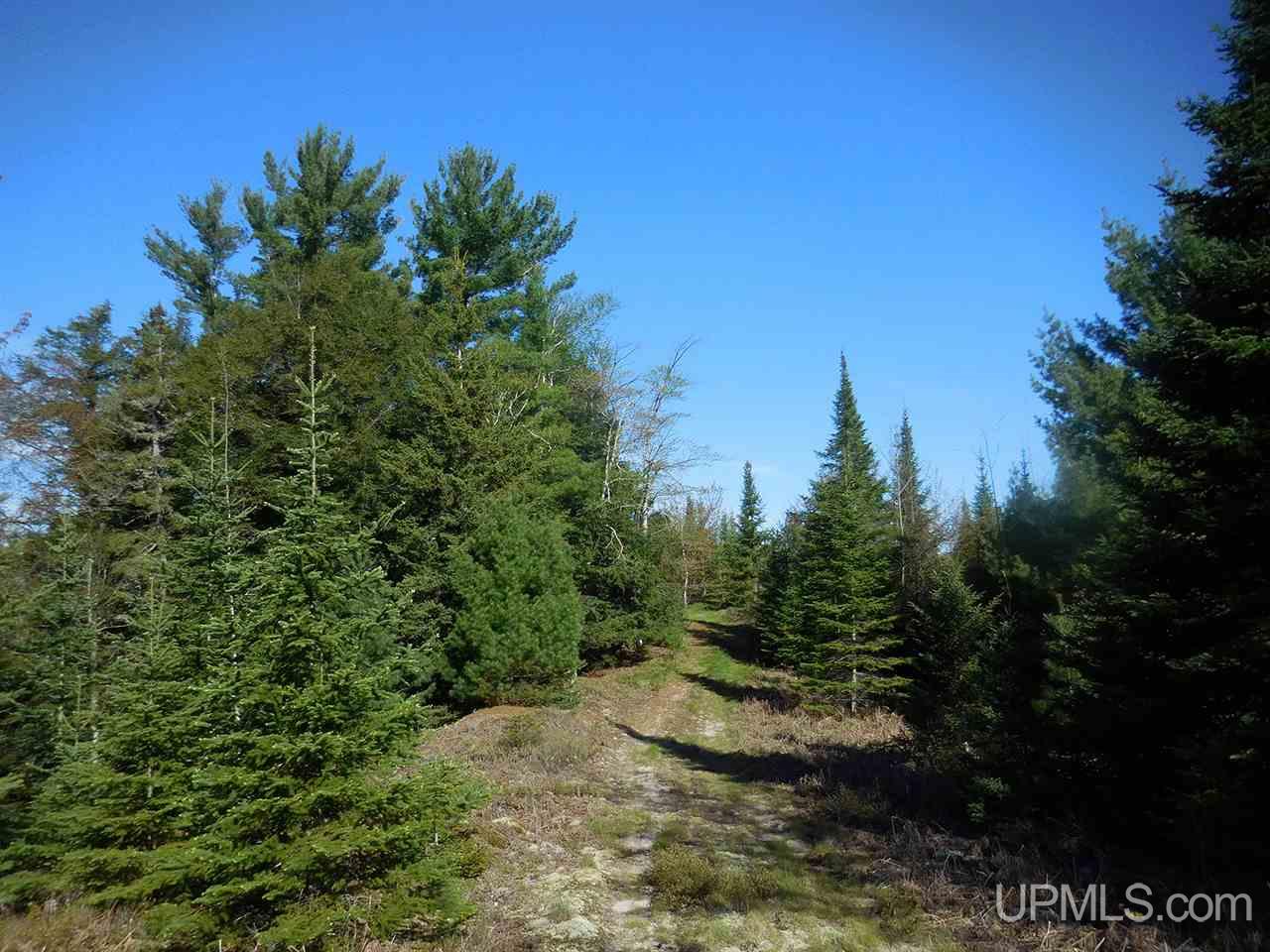 1480 Acres On Co Road Manistique, MI 49854 - Photo 13 of 49