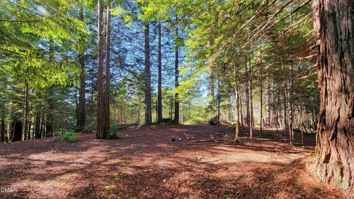 12301 Docker Hill Road Comptche, CA 95427 - Photo 12 of 14 a view of a backyard with large trees