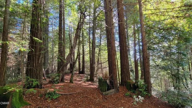 a view of a forest with trees