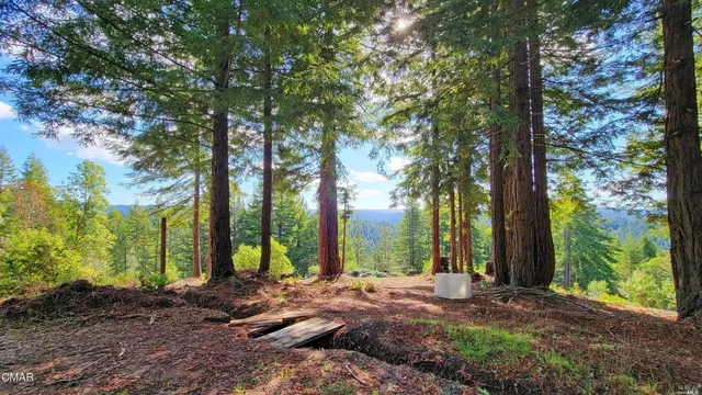 a view of a backyard with large trees and plants