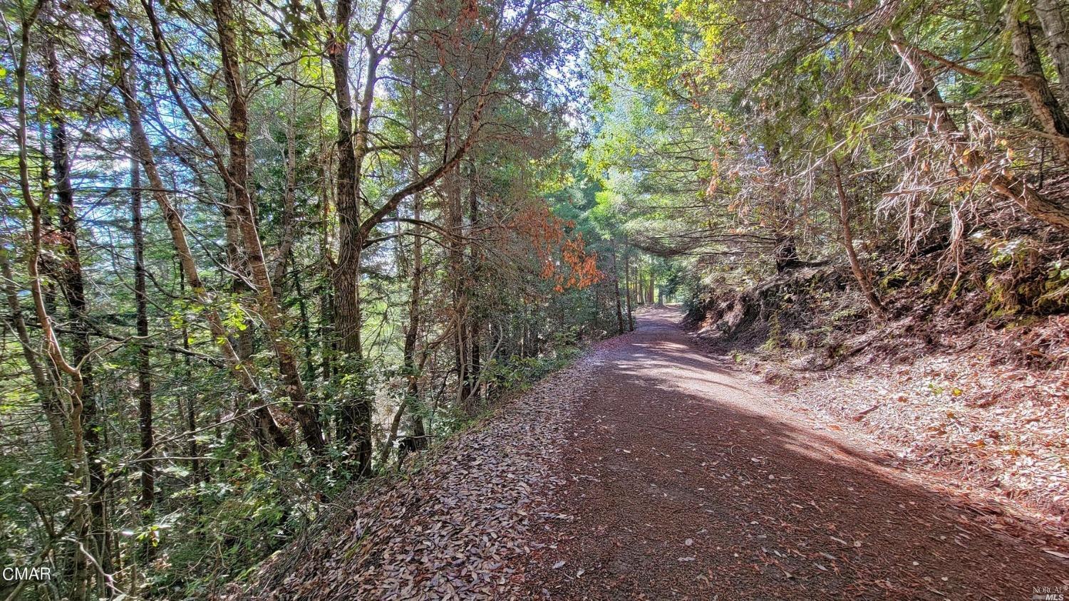 12301 Docker Hill Road Comptche, CA 95427 - Photo 6 of 14 a view of a forest with trees