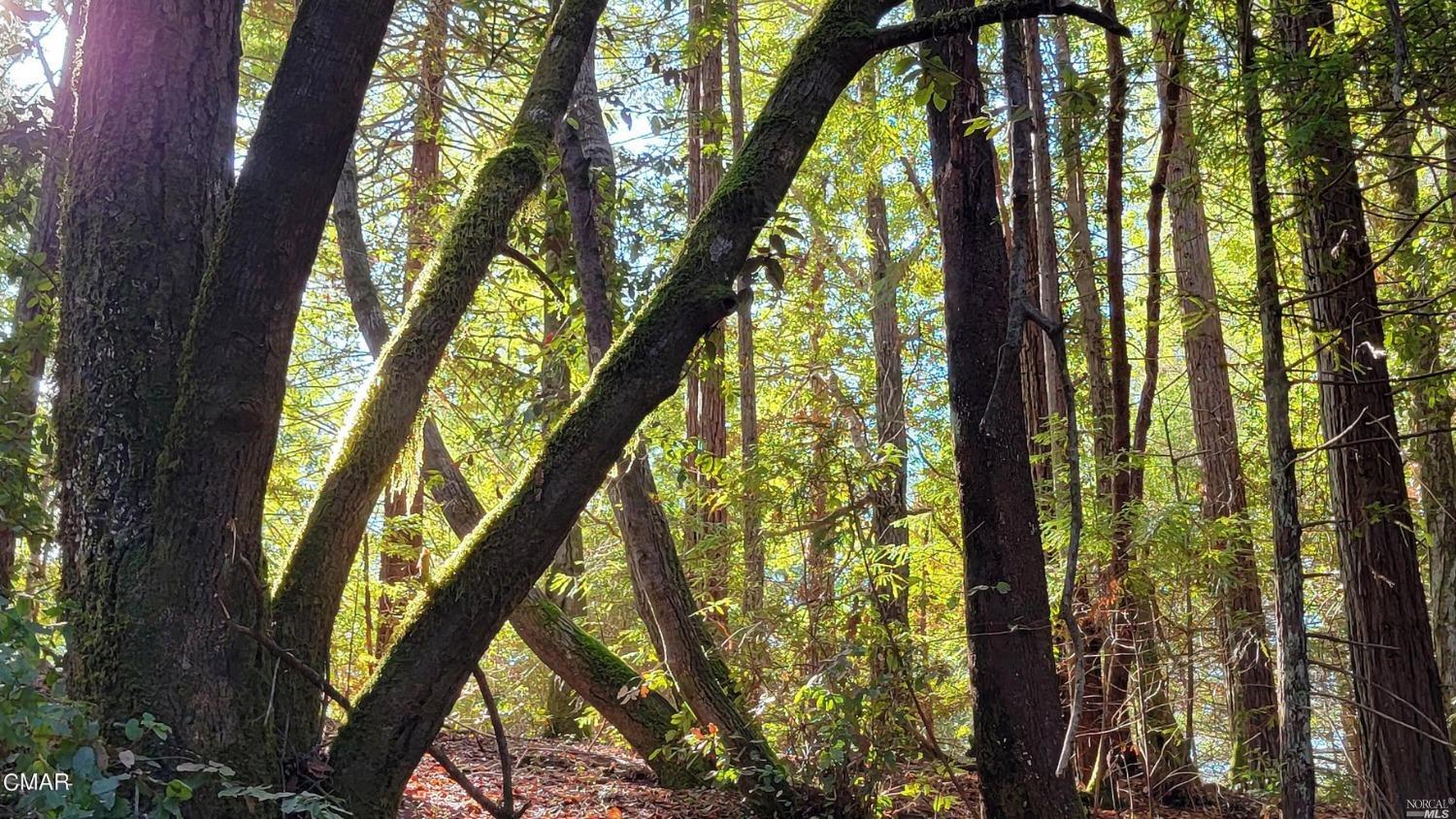 12301 Docker Hill Road Comptche, CA 95427 - Photo 8 of 14