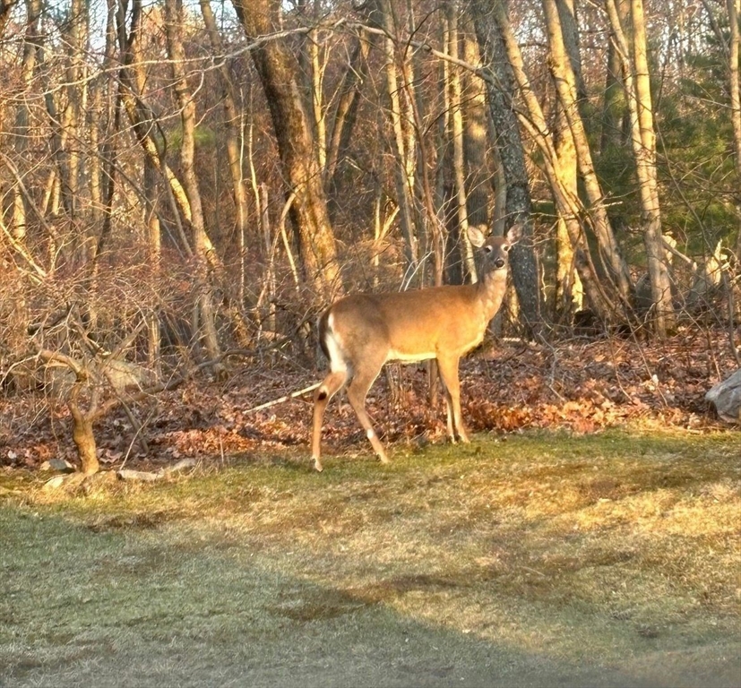 43 Locust Street Bellingham, MA 02019 - Photo 24 of 25