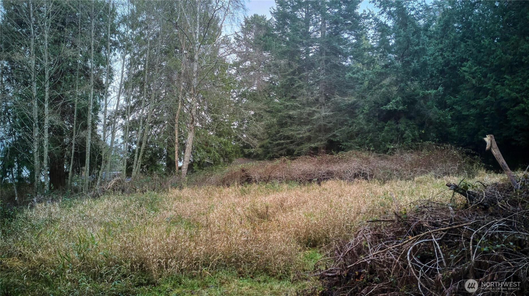 192 Donegal Drive Point Roberts, WA 98281 - Photo 34 of 35 a view of a lush green forest with lots of trees