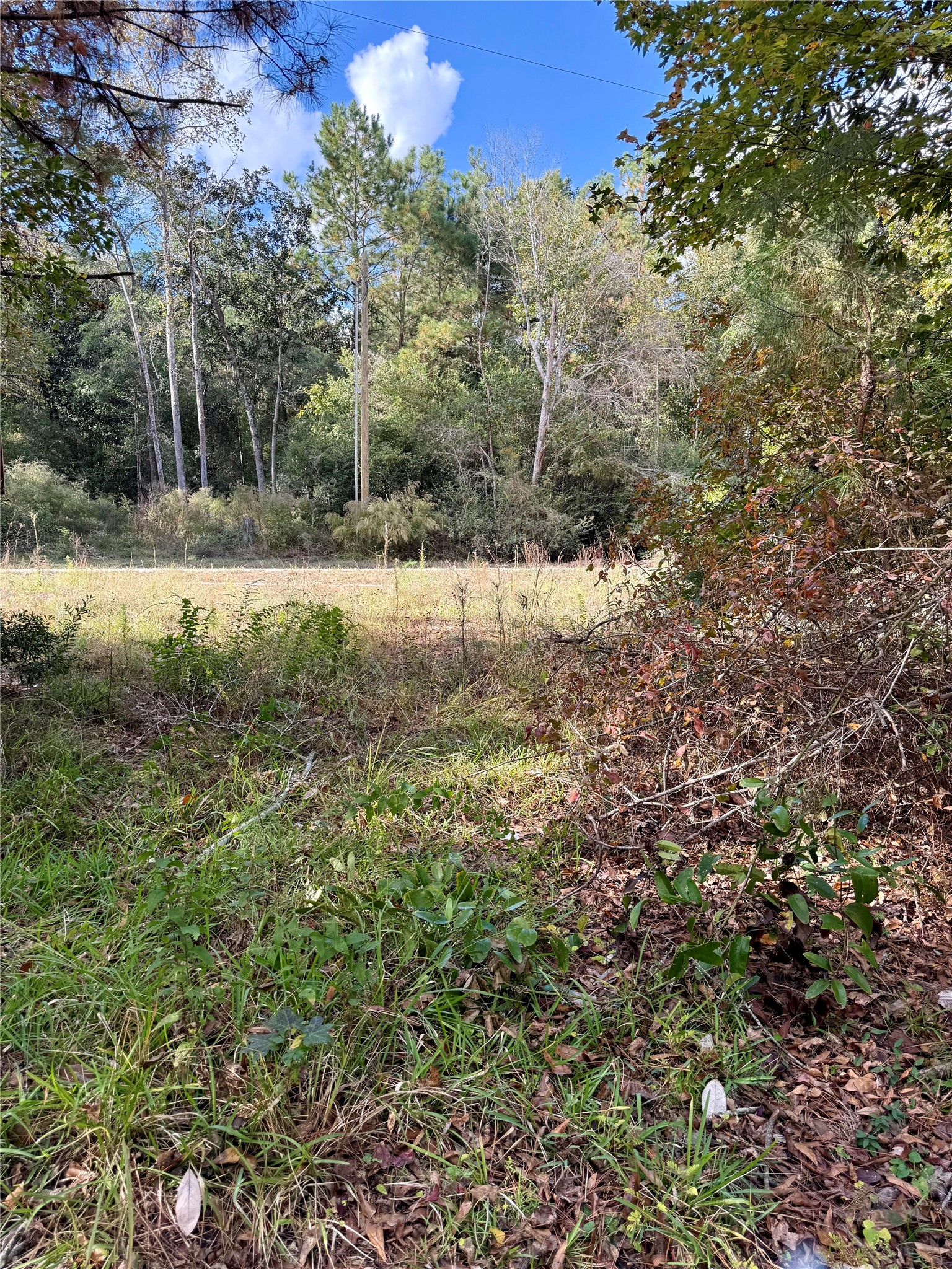 198 Bear Track Trail Livingston, TX 77351 - Photo 5 of 8 a view of yard with green space