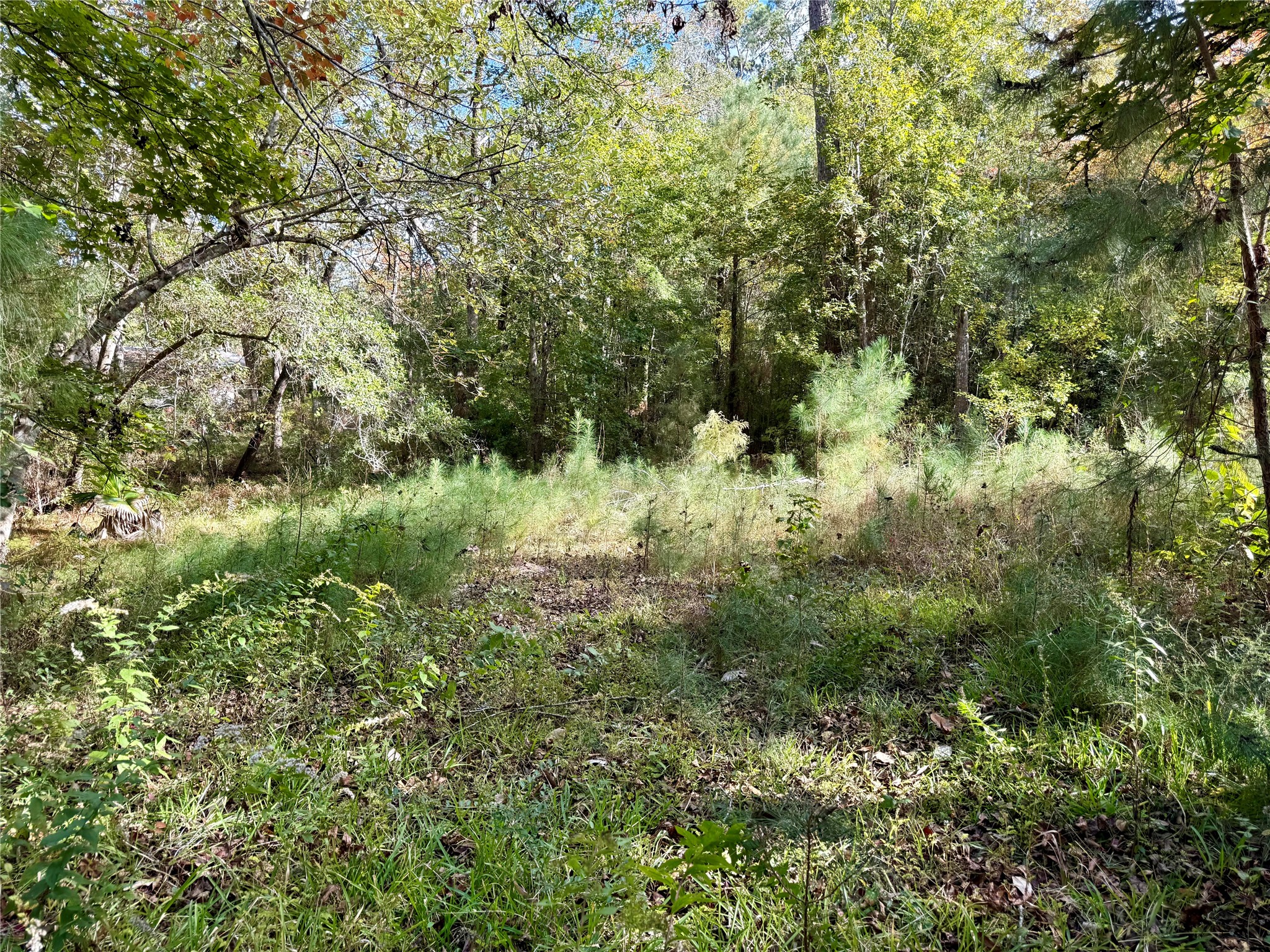 198 Bear Track Trail Livingston, TX 77351 - Photo 6 of 8 a view of a lush green forest with trees and houses