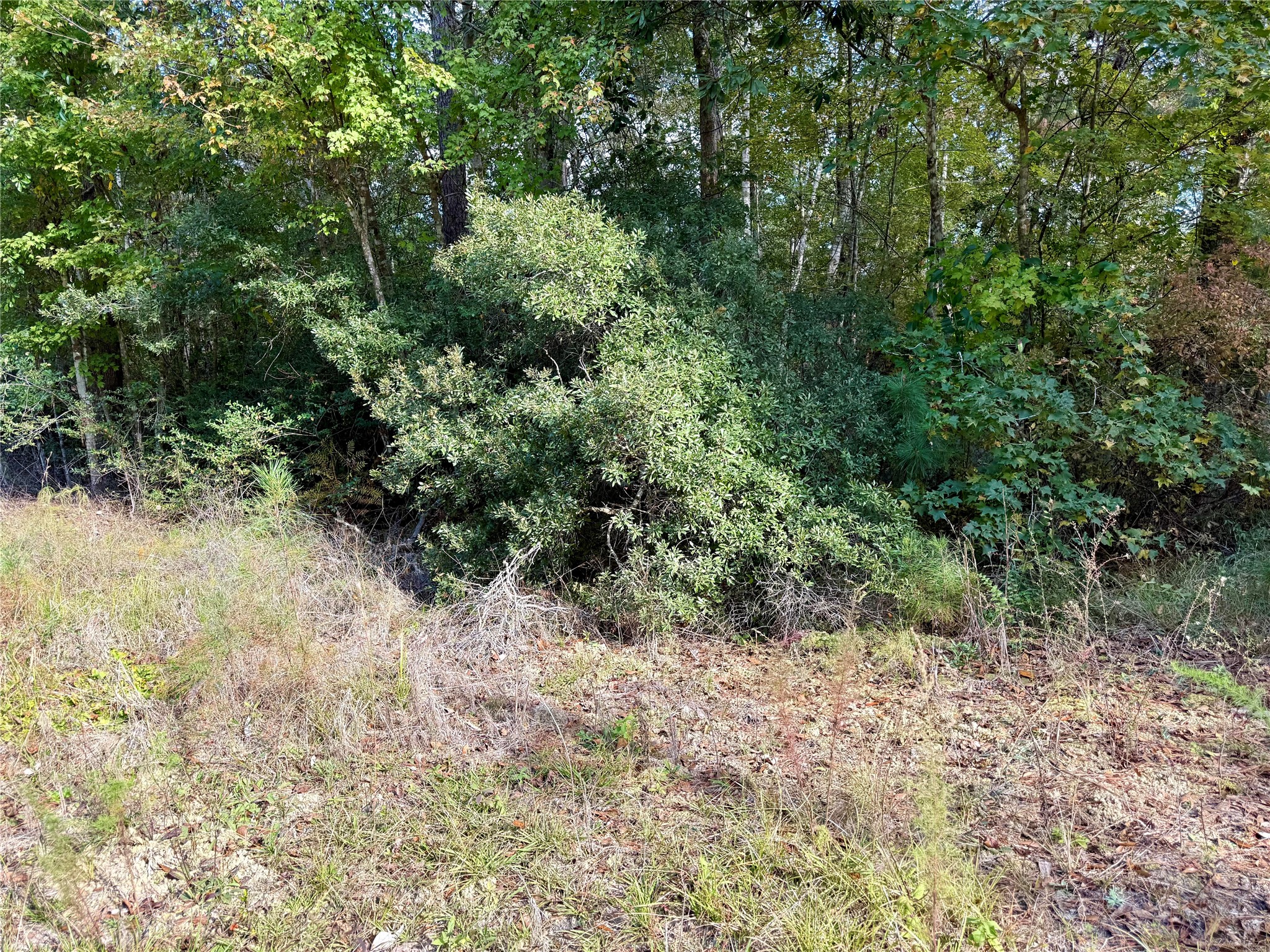 198 Bear Track Trail Livingston, TX 77351 - Photo 8 of 8 a view of a forest with a tree