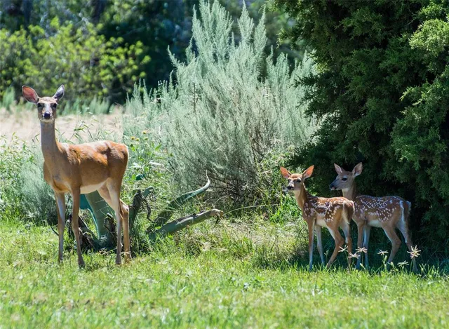 $113,000 | Lot 55 Cheyenne Drive, Graford, TX 76449