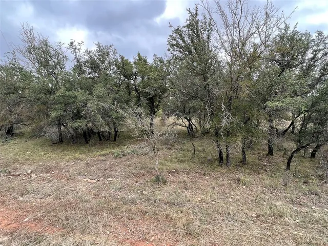 a view of a forest with trees in the background