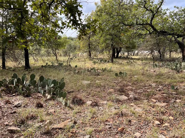 a view of a forest with trees