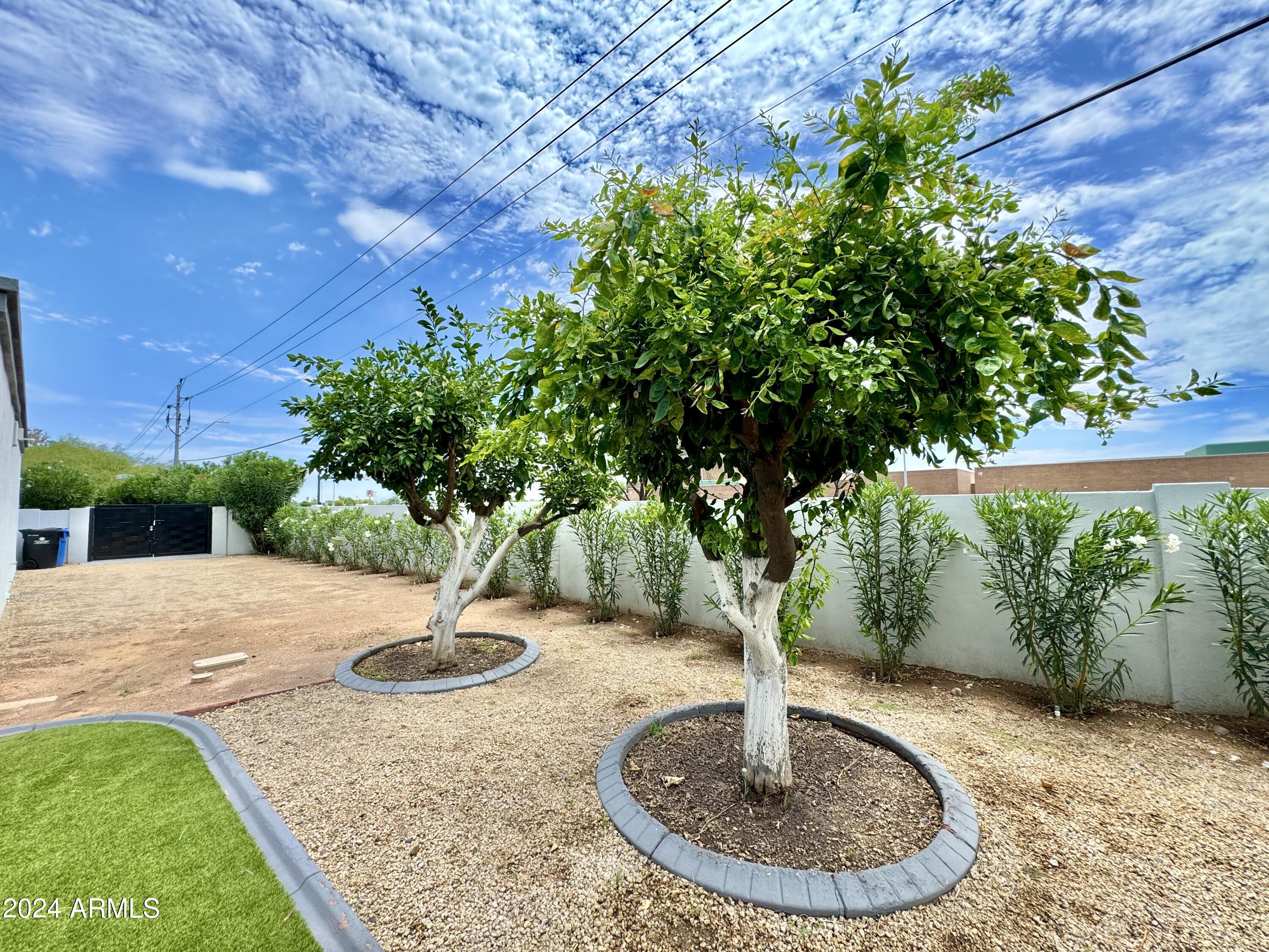 15402 North 57th Street Scottsdale, AZ 85254 - Photo 9 of 35 Fruit trees