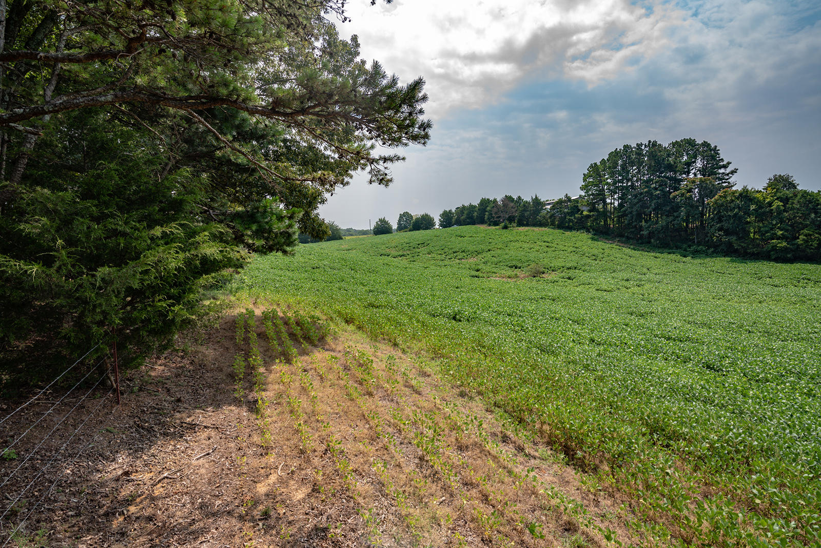 1130 Shell Community Road Philadelphia, TN 37846 - Photo 36 of 40 Fields-1