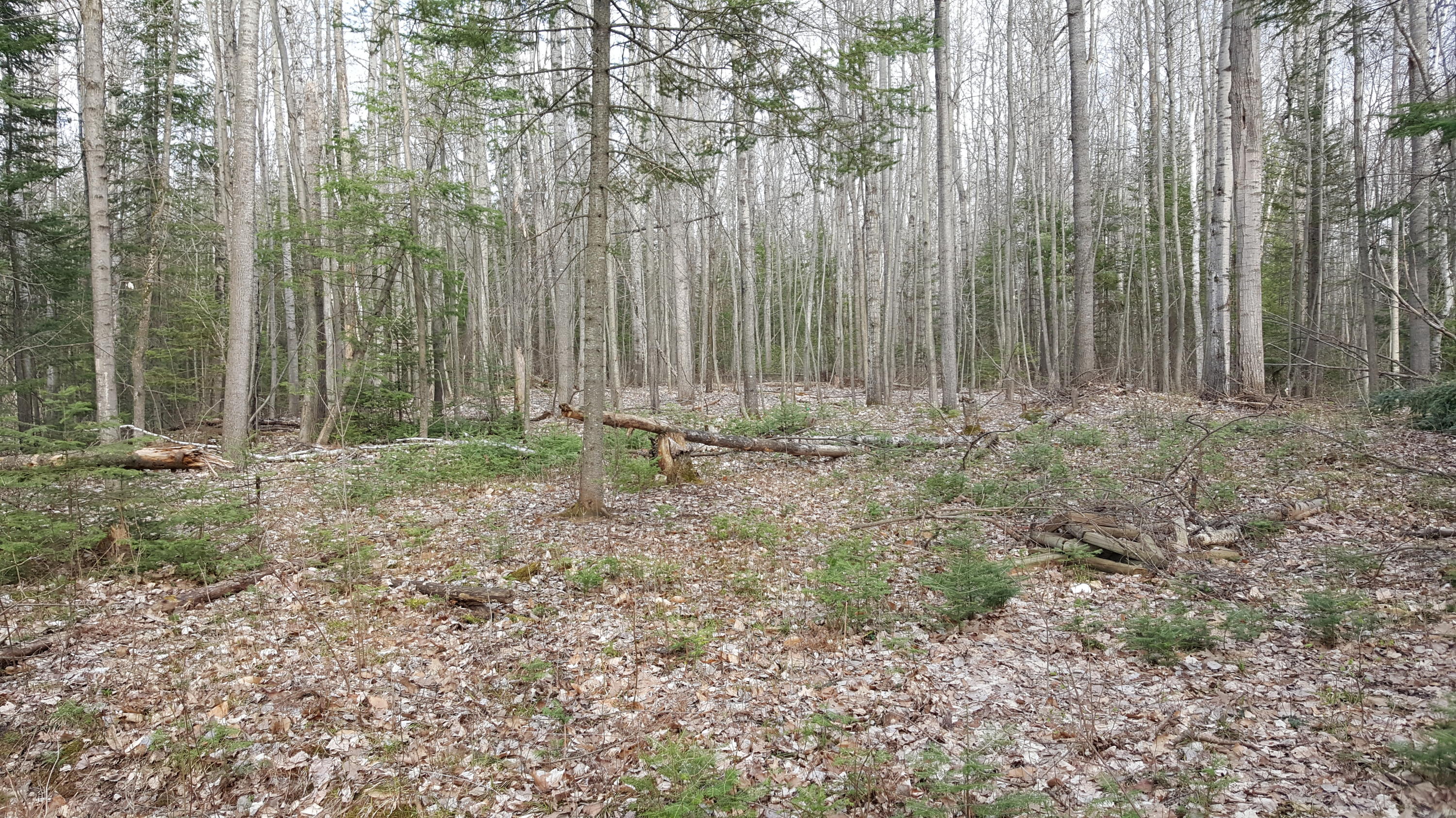 1701 Bowersock Road Indian River, MI 49749 - Photo 41 of 44 Gallery Image 41