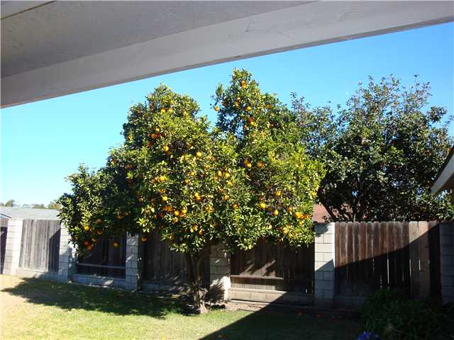 1333 Walbollen Street Spring Valley, CA 91977 - Photo 7 of 14 Beautiful Oranges.