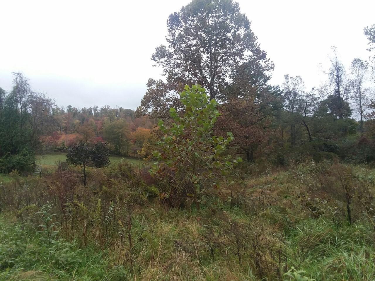 700 Lone Road Pioneer, TN 37847 - Photo 14 of 17 thumbnail_20181026_095246_resized_1