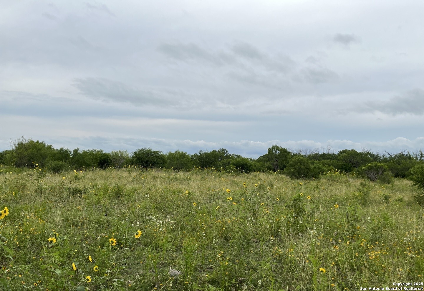 14895 Wheeler Road Atascosa, TX 78002 - Photo 4 of 5