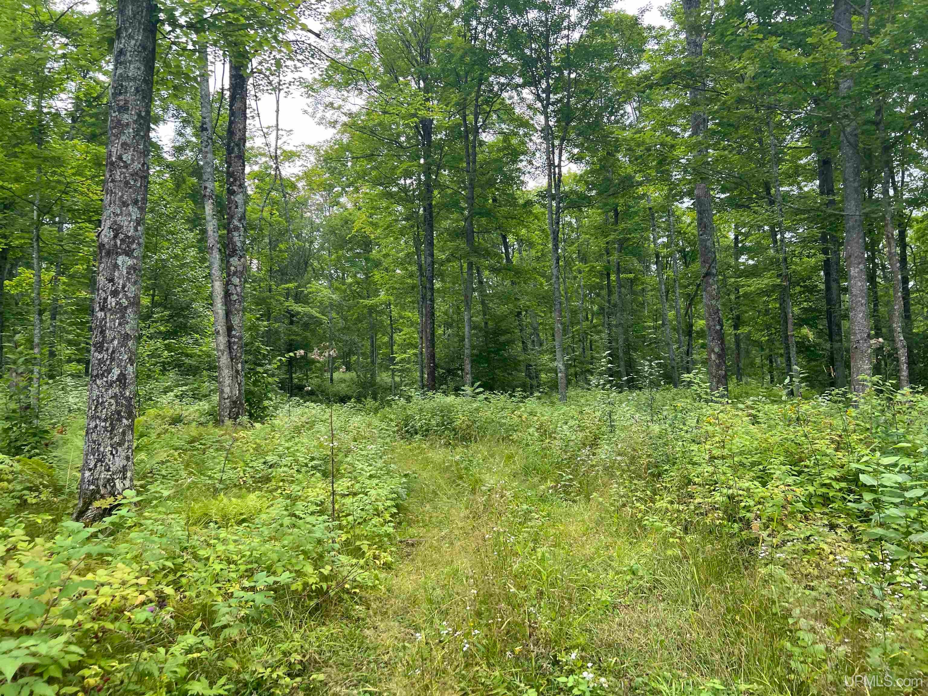 Tbd Camp Five Road Crystal Falls, MI 49920 - Photo 48 of 54 Gallery Image 48